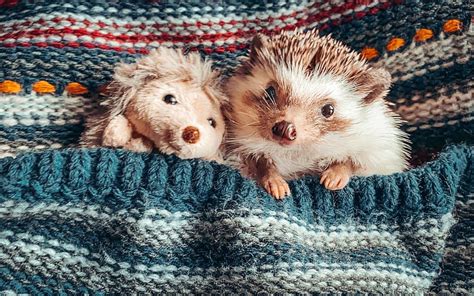 Cute Hedgehogs Toy Pet Hedgehogs Animal Handicraft Hd Wallpaper
