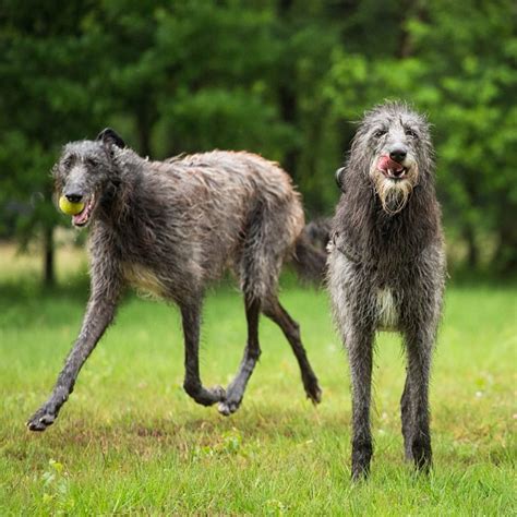 Meet The 10 Largest Dog Breeds On The Planet