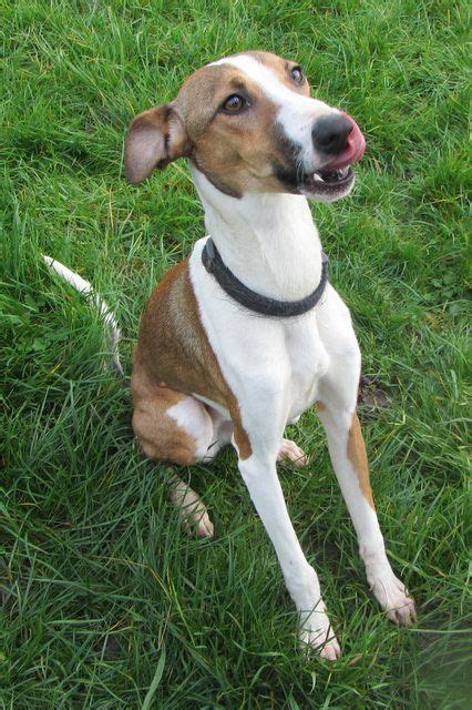 Prancer 7 9 Month Old Male Whippet Dog For Adoption At Rspca Essex Sw
