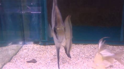 Monodactylus Sebae Sunfish Maanvis Hd Youtube