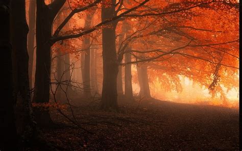 Landscape Nature Mist Forest Fall Trees Leaves Sunrise Orange Calm