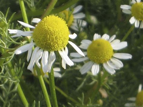 How To Grow Chamomile The Plant Lady