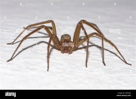 Specimen Of Violin Spider Within The Home Walls Stock Photo Alamy
