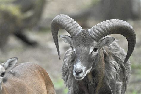 The European Mouflon Ovis Gmelini Musimon Is A Subspecie Flickr