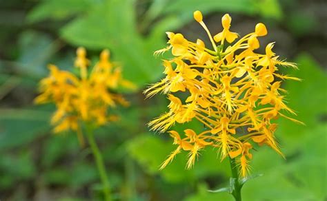 According to liquor historian a. Smoky Mountains photos Yellow Fringed Orchid wildflowers ...