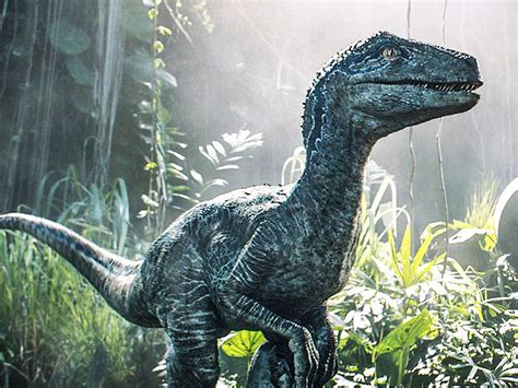 Velociraptor Blue Jurassic World Wallpaper