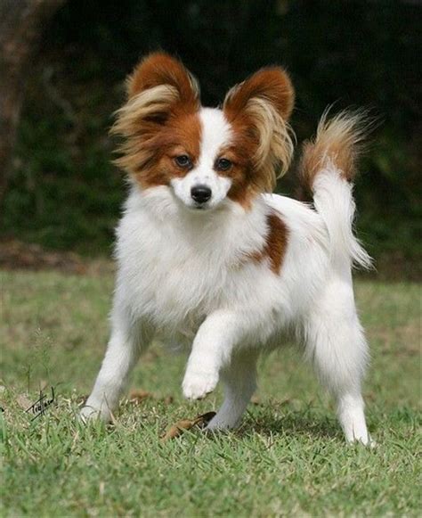 Papillon Dog Breed Information And 30 Cute Pictures Papillon Puppy