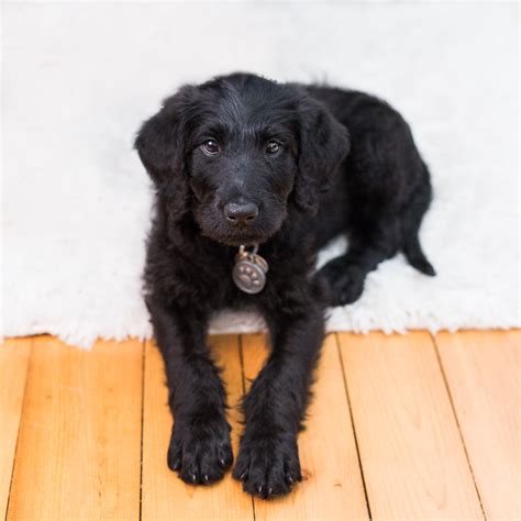 Disney The Black Labradoodle Puppy Alison Oliver Photography
