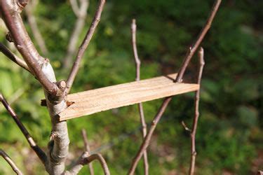 Below is a visualization of a fruit trees first few years of growth and pruning to accomplish the vase shape. 25 best images about Fruit Trees on Pinterest | Trees ...