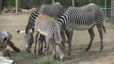 Mom Dad And Baby Zebra Having Breakfast Together Youtube