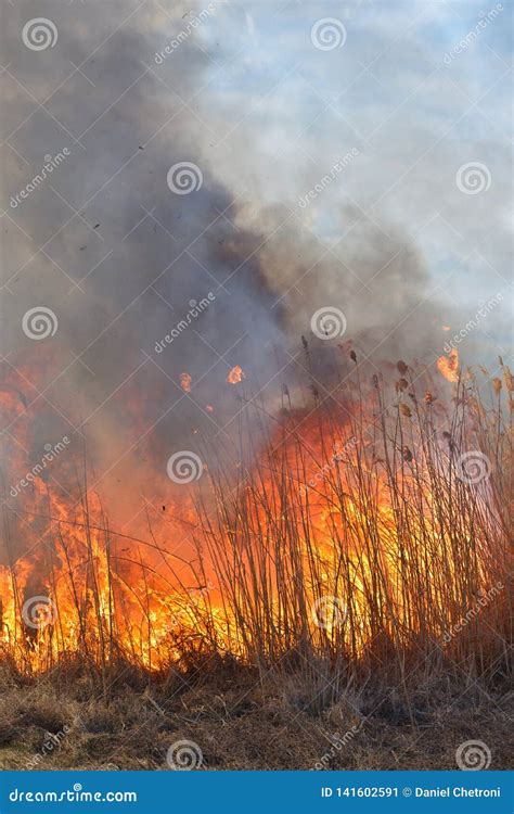 Big Flames On Field During Fire Accidental Disaster Stock Image