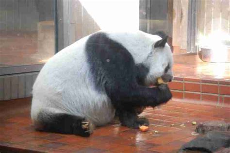 Do Giant Pandas Live In Japan Yes Heres Why