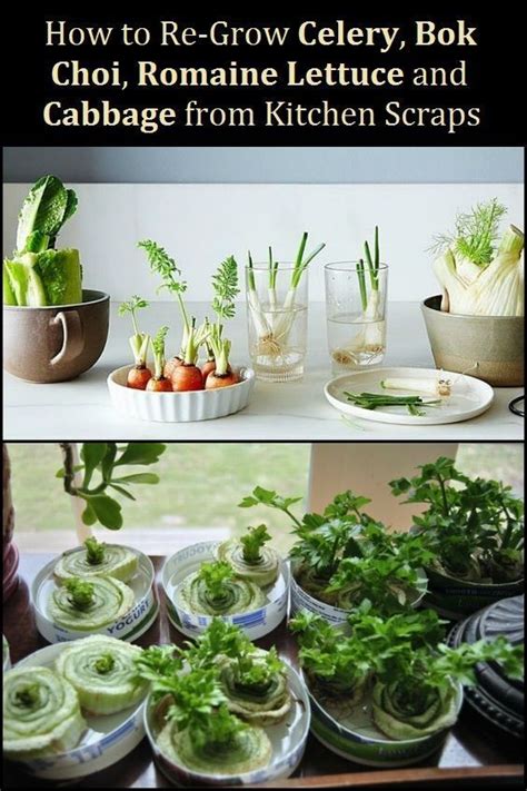 Harvest once the new head has reached the desired. How to Re-Grow Celery Bok Choi Romaine Lettuce Cabbage ...