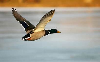 Mallard Duck Flying Waterfowl Drake Desktop Fly