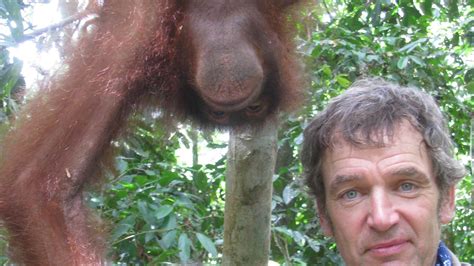 Episode Preview Orangutans Sex In The Wild