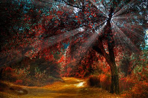 Nature Landscapes Trees Forest Path Trail Roads Plants Red Hdr Sunlight