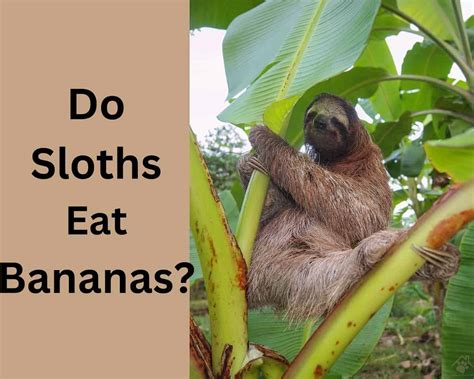 Do Sloths Eat Bananas Quick Answer Animal Quarters