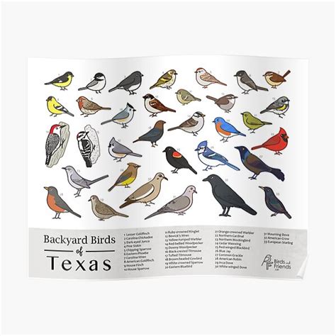 Texas Backyard Birds Of Texas Field Guide Print Bird Art Print