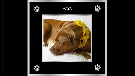 Adoptable Maya Zoes Animal Rescue Society Youtube