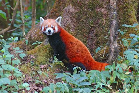 Red Panda Sikkim Animals Name Red Pandas In India Are Being