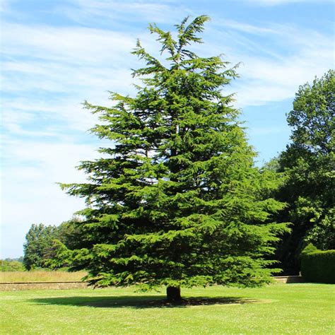 Deodar Cedar Evergreen Trees for Sale- FastGrowingTrees.com