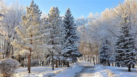 Wallpaper Trees Landscape Forest Snow Winter Branch Ice Frost