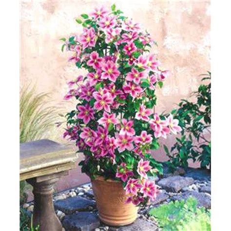 We did not find results for: I might try growing clematis this way and see if it ...