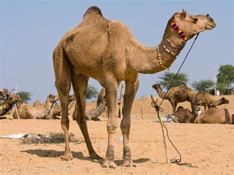 Camello Características Qué Come Dónde Vive Cómo Nace