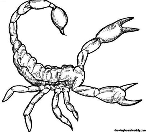 Scorpion Coloring Page Drawing Board Weekly