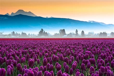 820x462px Free Download Hd Wallpaper Purple Tulip Flower Field