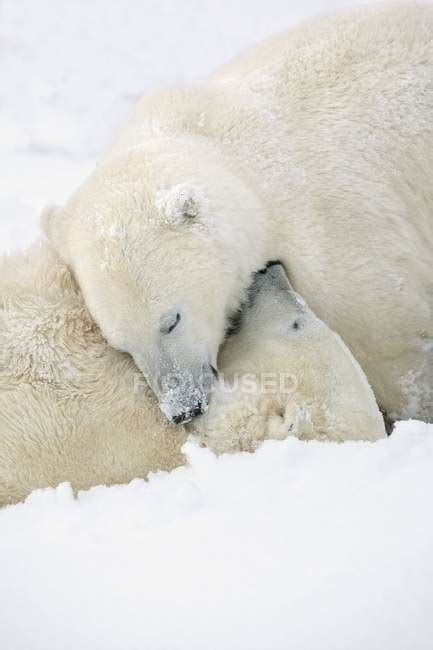 Two Polar Bears — Ecology Animal Stock Photo 164922190