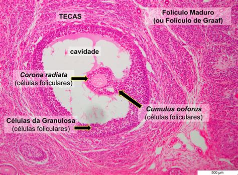 Celulas Da Teca E Granulosa