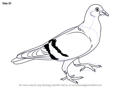 Learn How To Draw A Pigeon Birds Step By Step Drawing Tutorials