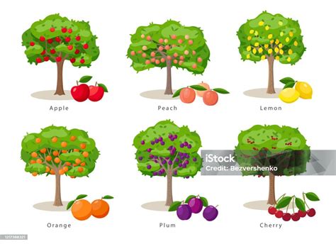 Fruit Trees Set Of Illustrations In Flat Cartoon Gesign Isolated On