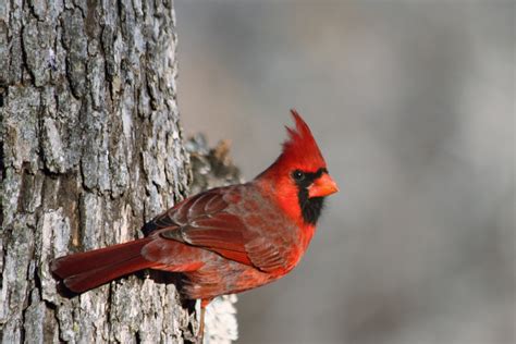 Male Cardinal On Tree Close Up Free Stock Photo Public Domain Pictures
