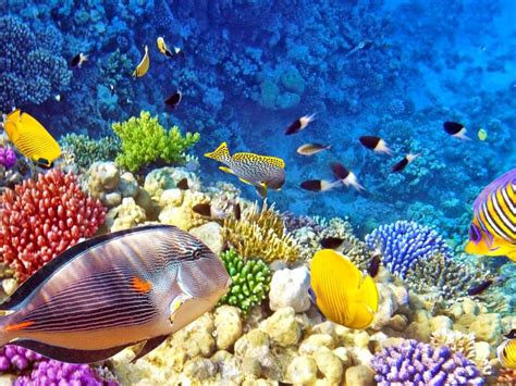Raja Ampat Underwater Photo Tropical Colorful Fish Coral