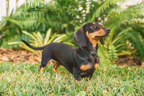 Bred to be all they can be. The Willoughby Dachshunds | Mt. Dora Pet Photography - Hot Dog! Pet Photography