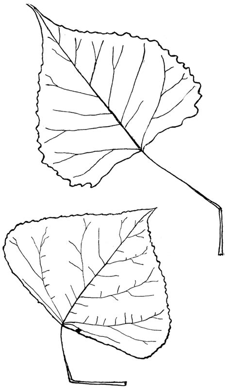 Genus Populus L Aspen Poplar Clipart Etc