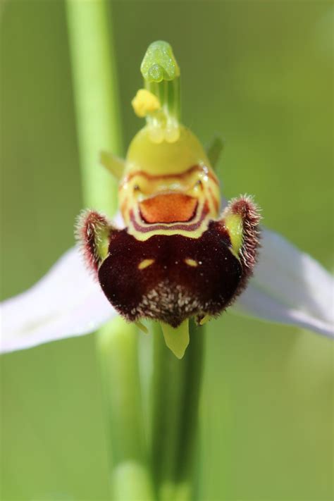 9 Orchids That Look Like Animals To Trick Animals And Insects