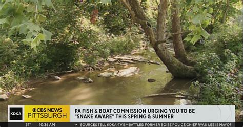 Pa Fish And Boat Commission Urging Locals To Be Aware Of Snakes As