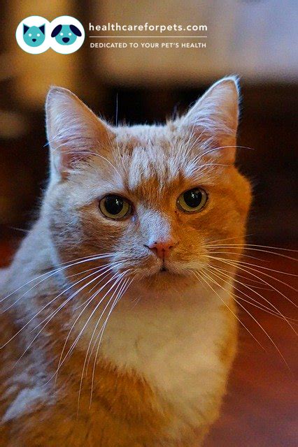 Check spelling or type a new query. Antibiotics For Upper Respiratory Infection In Cats ...