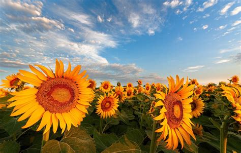 Sunflowers Sky Wallpapers Wallpaper Cave