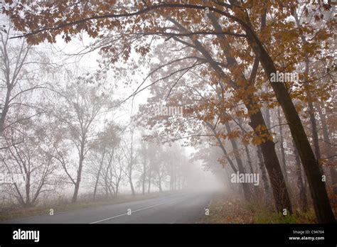 Forest Road In A Foggy Autumn Day Stock Photo Alamy