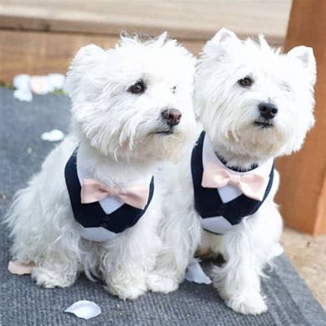 Wedding Dog Tuxedo Navy Dog Wedding Attire Dog Wedding Etsy Dog