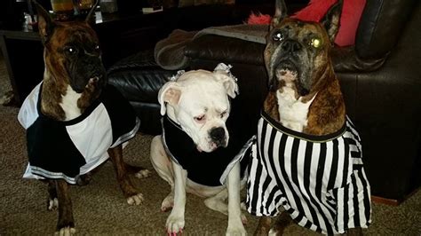 40 Funny And Clever Halloween Costumes For Boxer Dogs