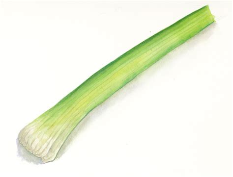 One Stalk Of Celery
