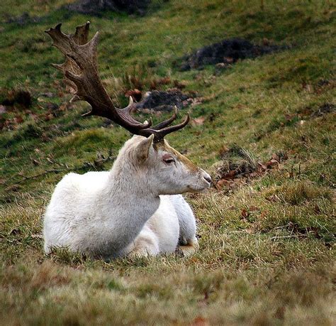 11 Best White Stag Images On Pinterest