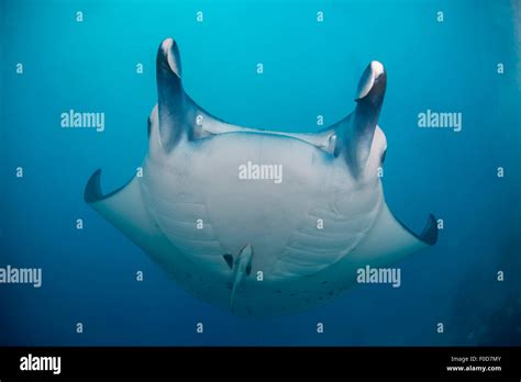 White Bellied Giant Oceanic Manta Ray Swooping Over The Reef Seen From