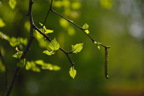 Branch Leaves Bud Blurred Background Wallpapers Hd Desktop And