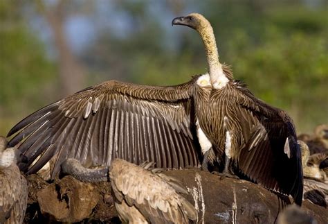 The Race To Save African Vultures All About Birds All About Birds